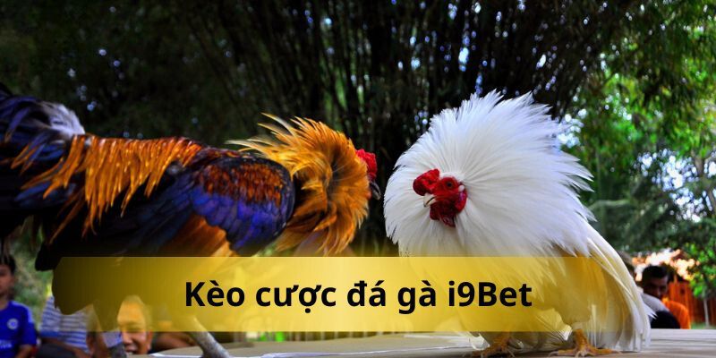 3 lựa chọn kèo đấu đá gà i9bet