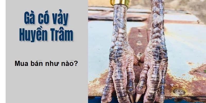 Lưu ý để chọn được gà huyền trâm đá hay